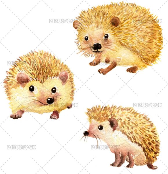 Erizo en diferentes poses