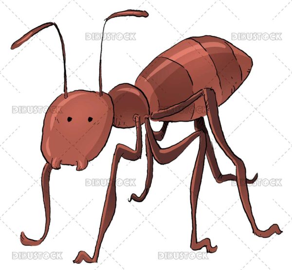 Ant insect illustration