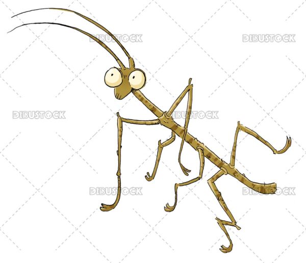 Stick insect illustration